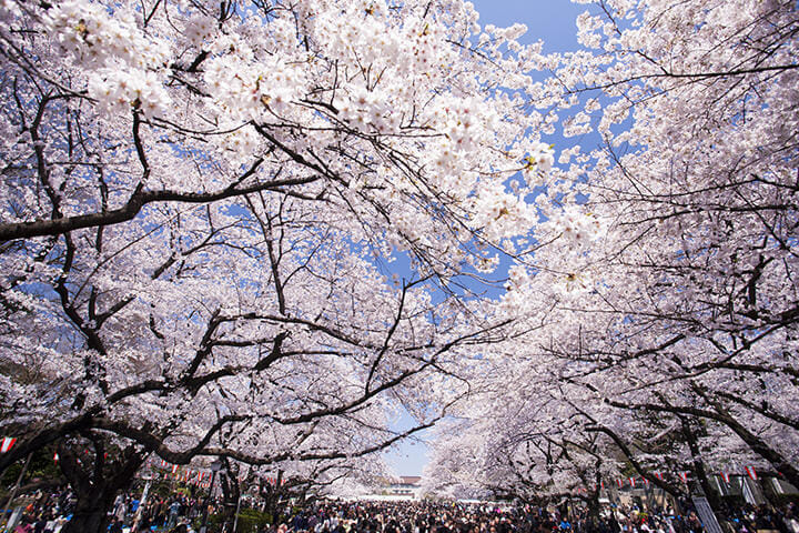 桜の花見