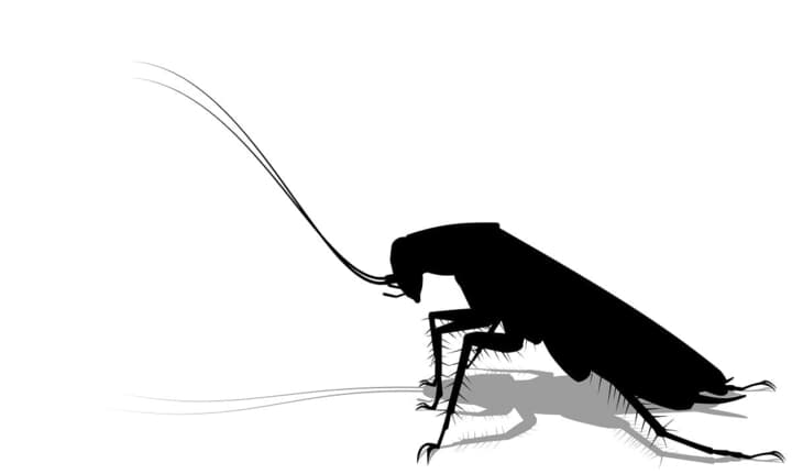 マダガスカルゴキブリ