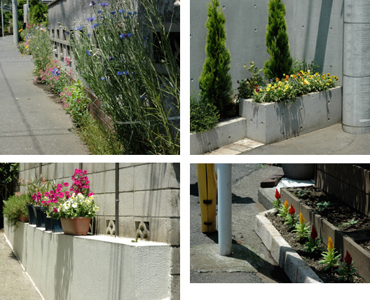 東京ではどんな小さなコンクリートの隙間にも美しい花が咲いている
