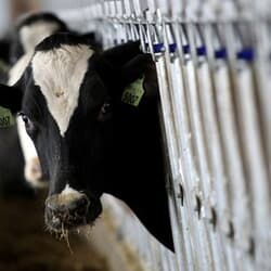 米政府、乳牛が鳥インフル感染の州で小売店の牛ひき肉