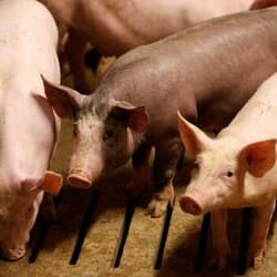 中国、豚内臓肉などの輸入で仏と合意　鳥インフル巡る