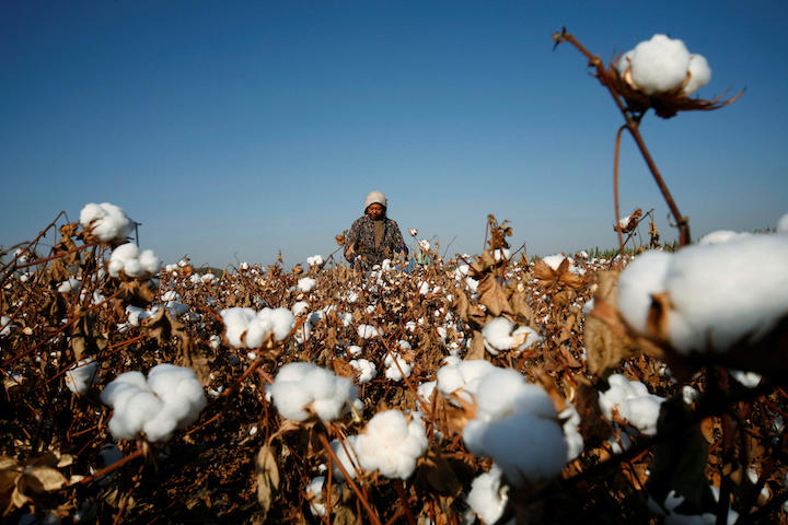 新疆ウイグル自治区で綿花を摘む労働者