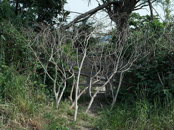 ）「敷地」を主張するかのように立てかけられた木の枝。小屋の周囲で野菜などを栽培する者もおり、枝や板などで外部からの侵入を防ぐ