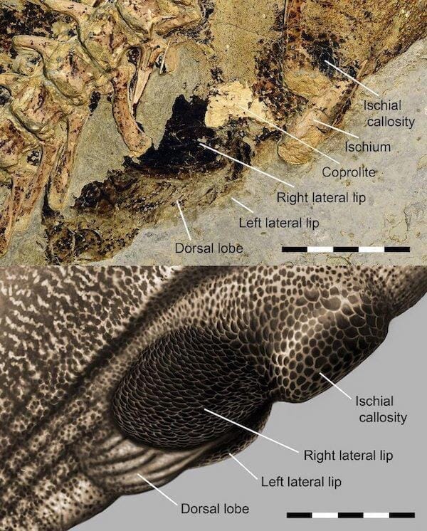 Psittacosaurus-Reconstruction-Cloacal-Vent-777x966.jpg