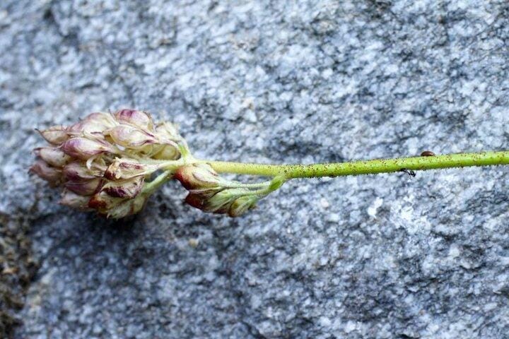 Triantha-occidentalis-From-North-Cascades-National-Park-777x518.jpg