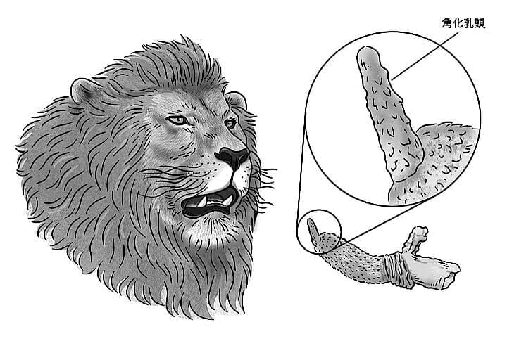 ライオンの陰茎の表面にある「角化乳頭（陰茎棘（きょく））」