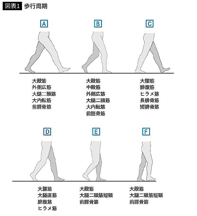 図表１　歩行周期