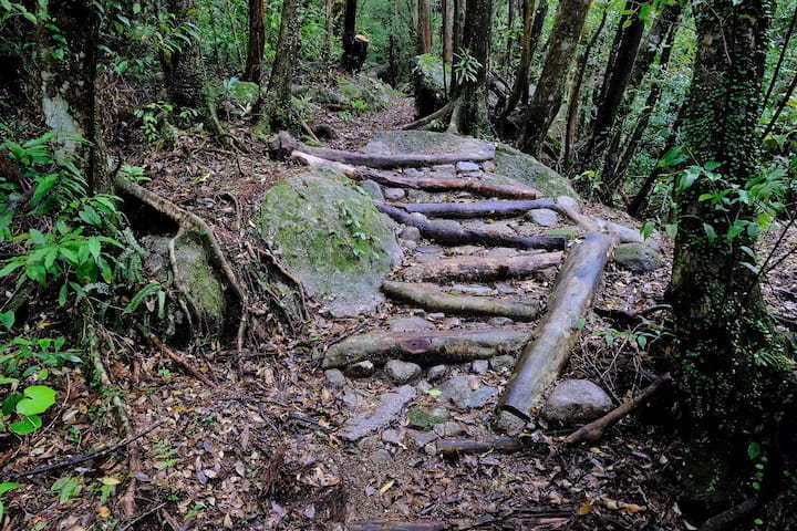 「近自然工法」施行後の木柵階段