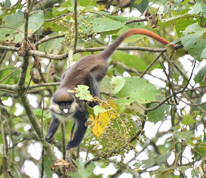 Red-Tailed_Monkey,_Uganda_(15587657375).jpg