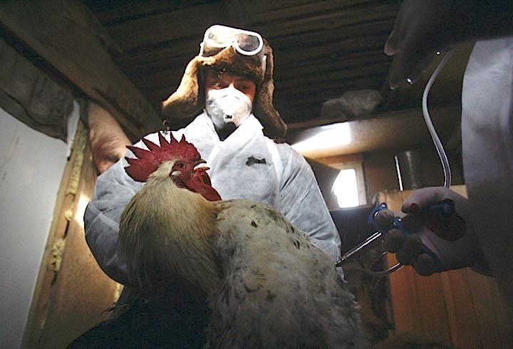鳥インフルエンザウイルスに感染したニワトリ