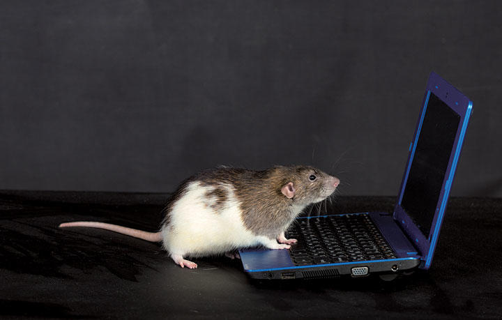 実験マウスのイメージ