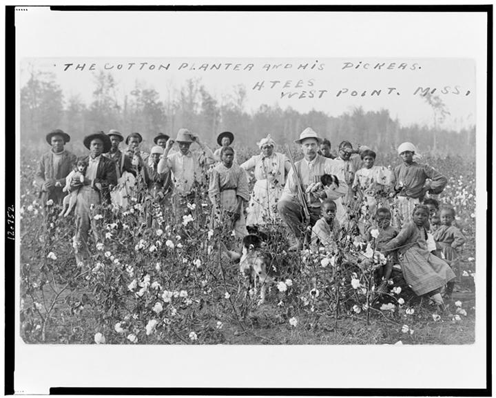 米南部の綿花プランテーション（1908年）