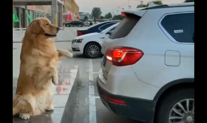 飼い主のバック駐車を誘導する犬