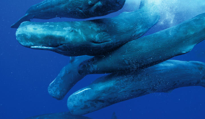 『クジラと海洋生物たちの社会』のワンシーン