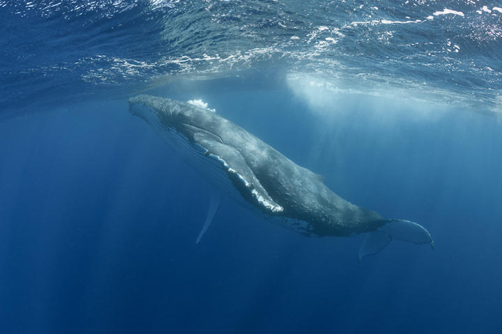 クジラのイメージ