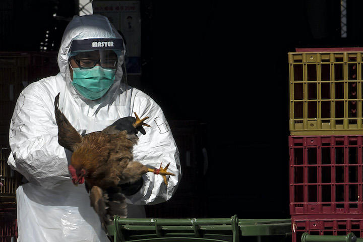 2014年香港、H7鳥インフルエンザが発見