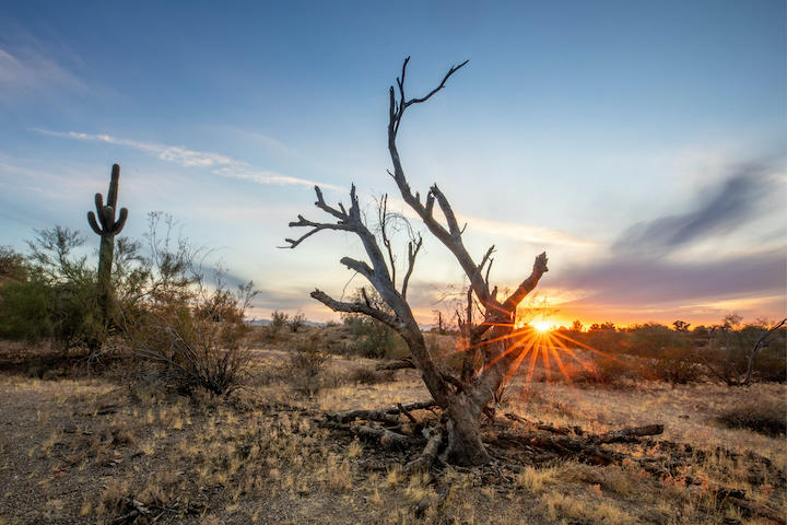 ソノラ砂漠の枯れ木