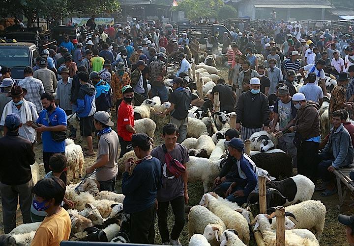 イスラム教の重要行事「犠牲祭」のため牛市場に集まったインドネシアの人びと