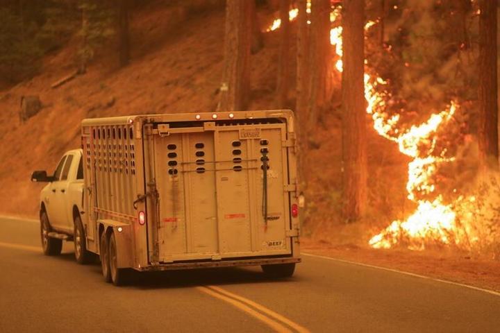 カリフォルニア州の山火事の横を抜けて農場の動物を移送する車