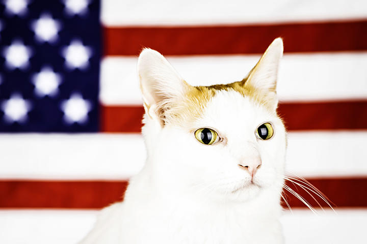 猫と星条旗