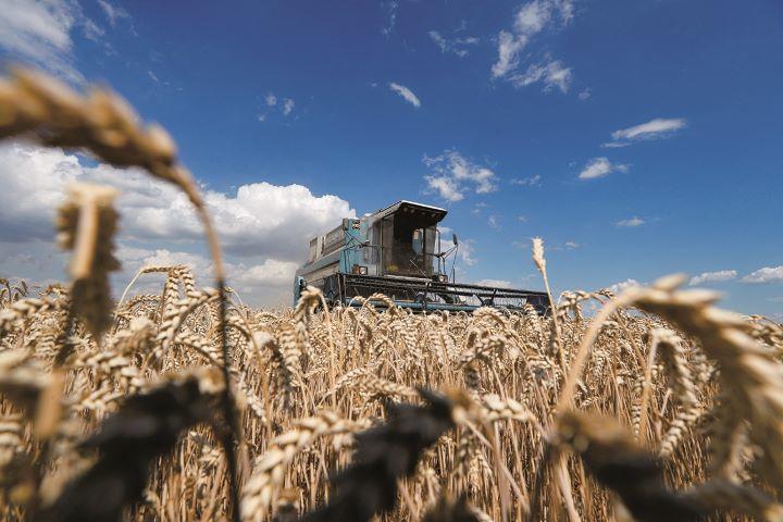 ウクライナ小麦農場