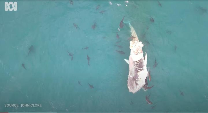 クジラの死骸をついばむ無数のサメ
