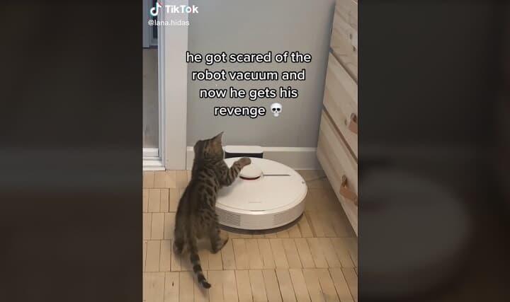 ロボット掃除機にリベンジする猫