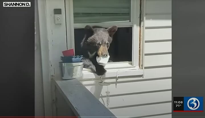 キッチンに侵入したクマ
