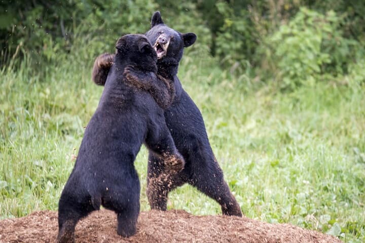 喧嘩するクマ