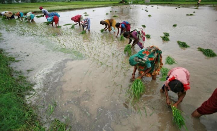 インド・アーメダバード近郊の水田で田植えをする人々