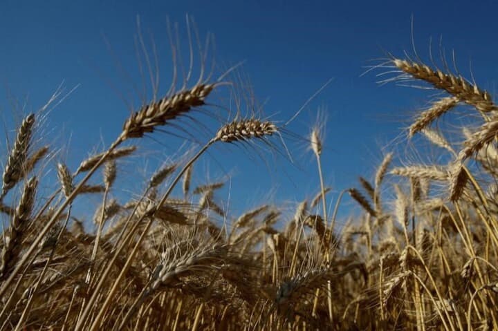 ウクライナの小麦畑
