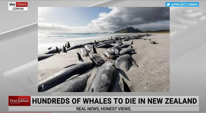 チャタム諸島に打ち上げられた数百頭のクジラ
