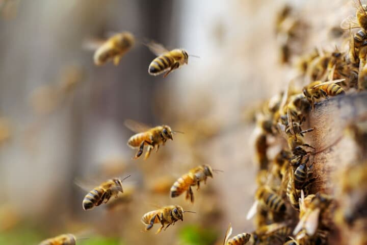 ミツバチの群れ
