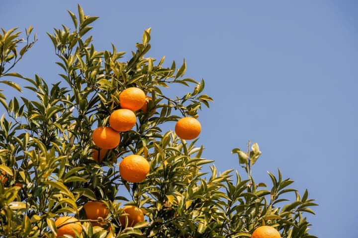 日本の柑橘類