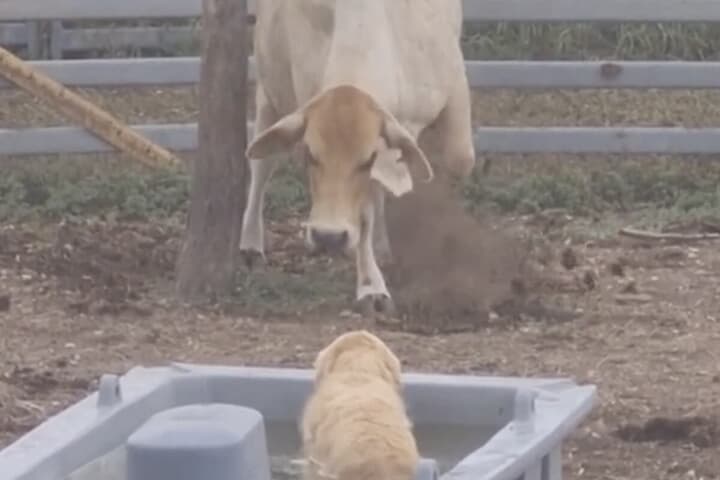 牛と犬
