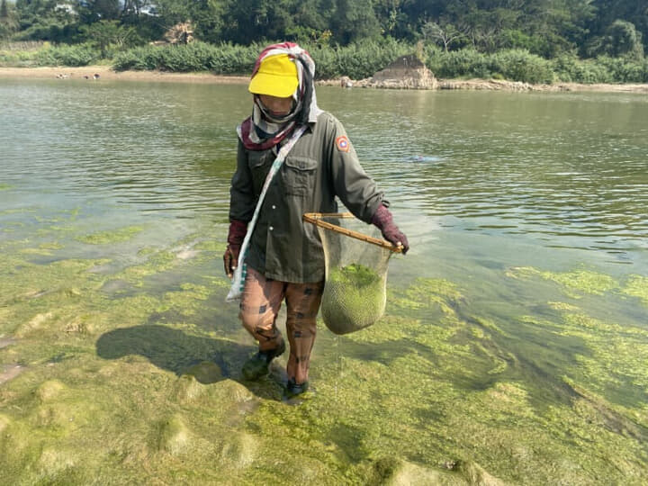 メコン川で川藻を集めているタイの漁民