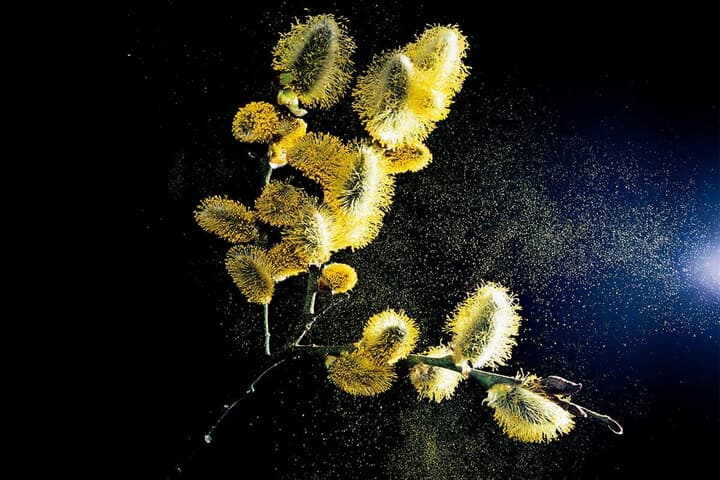 大気中を飛ぶ花粉
