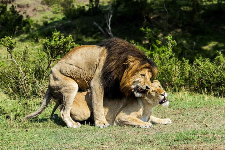 交尾するライオン