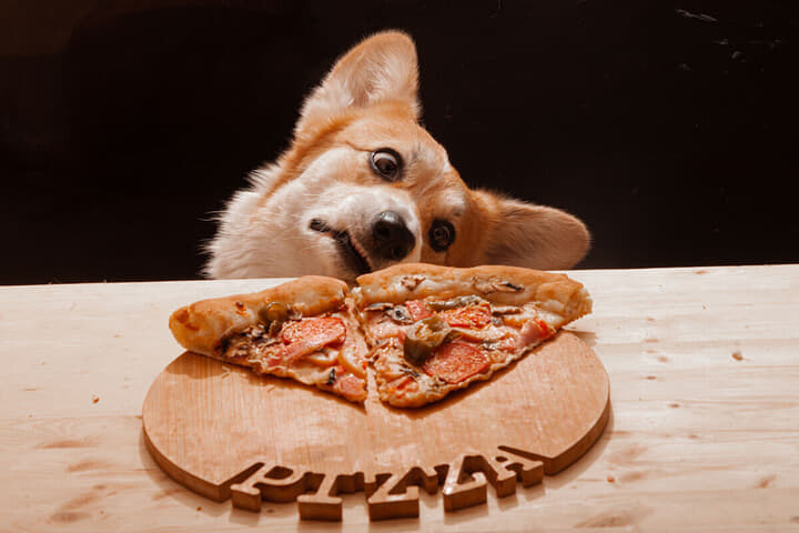 ピザを凝視する犬