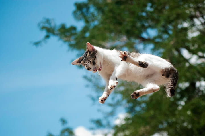 猫のジャンプ