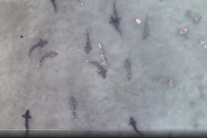 浅瀬に集まるトラフザメ