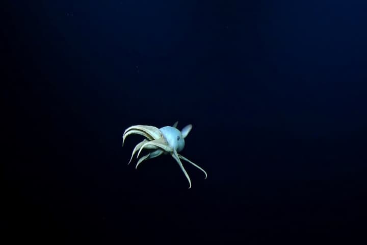 深海で発見されたダンボオクトパス