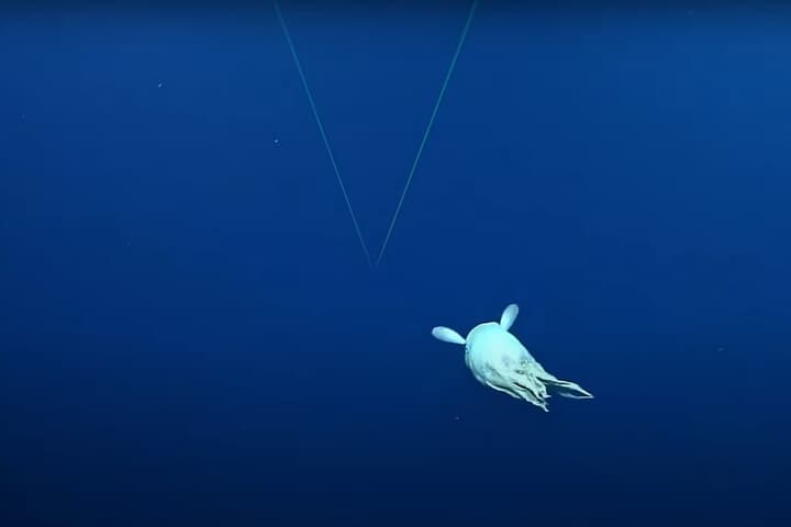 深海で発見されたダンボオクトパス