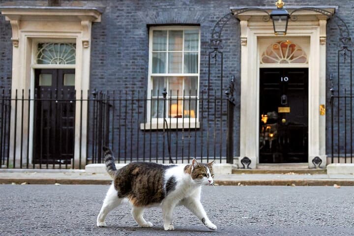 イギリス首相官邸の猫のラリー