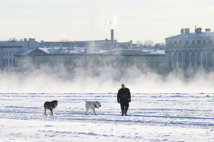 凍ったネヴァ川で犬を散歩する人