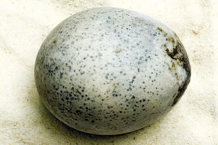 考古学に新たな可能性「1700年前の卵」がなんと無傷で見つかった