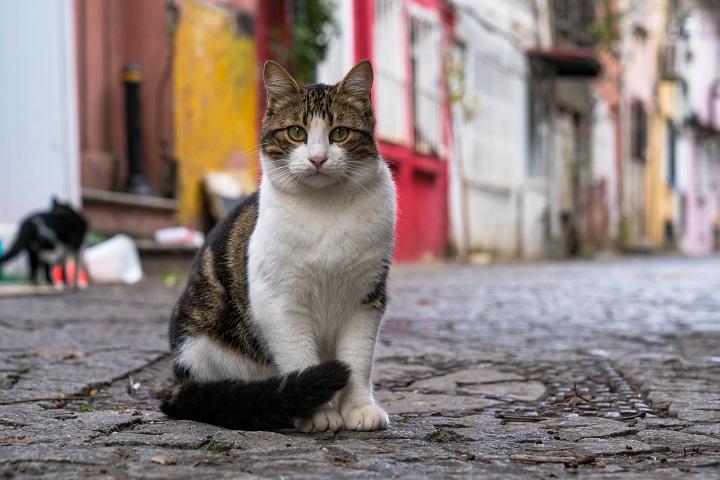 イスタンブール 猫 なぜ？
