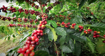 コーヒー価格 再び高騰もコロンビアでコーヒー危機が続く理由