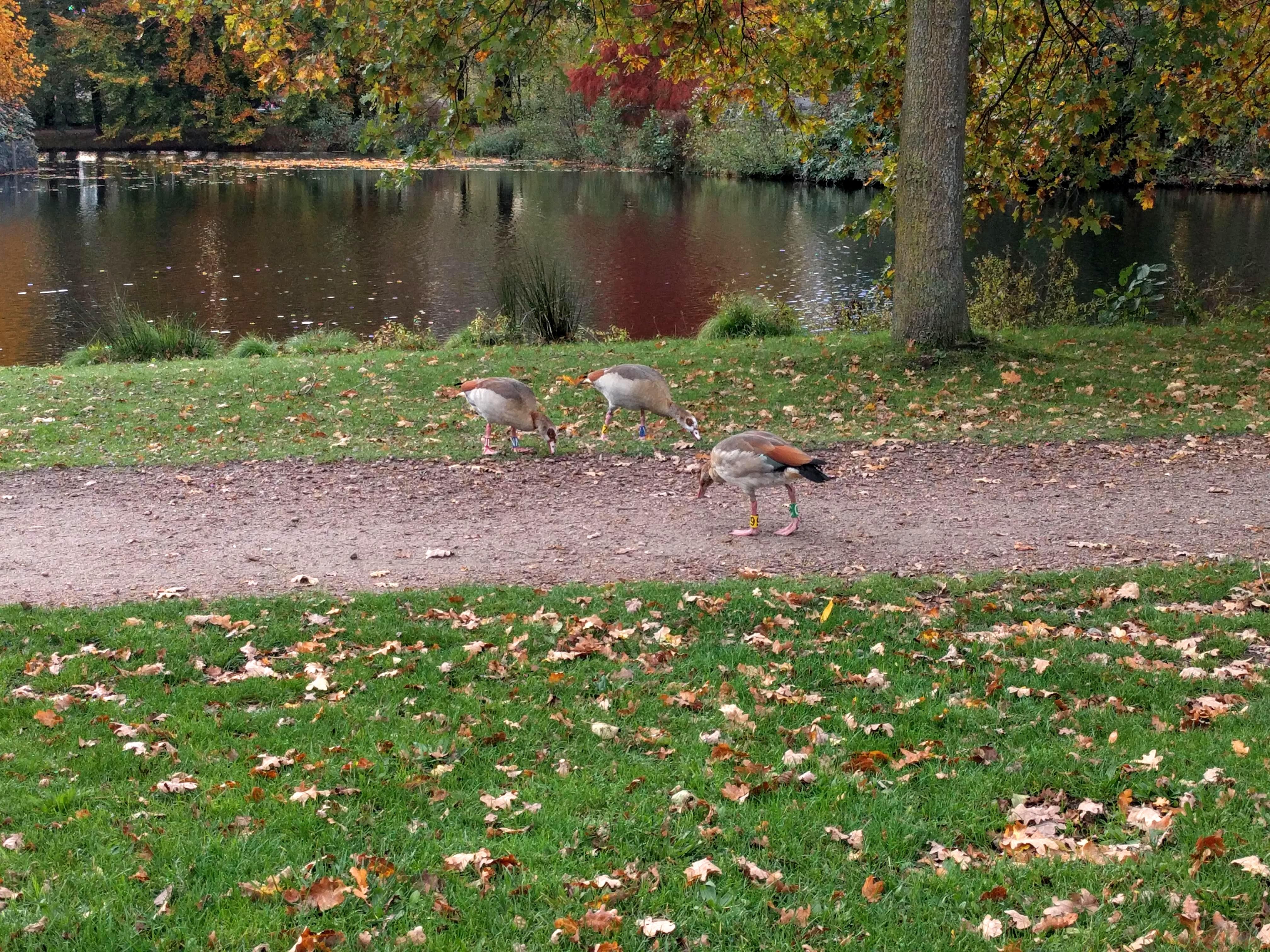 geese park fall.jpg