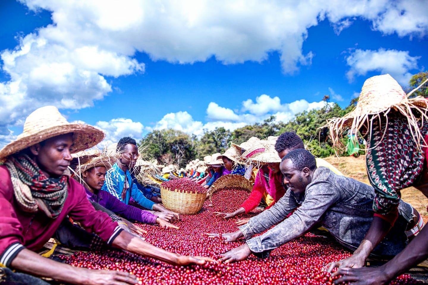 Coffee 2020 Ethiopia national winner.jpeg